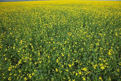 《小猪佩奇：世界大冒险》现已发售 Steam国区136元